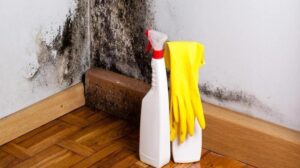 10 Things You Need to Know About Using Bleach To Kill Mould