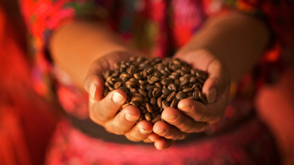 Why is fairtrade ethiopian arabica a coffee lover’s favorite?