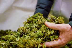 Legal Cannabis in New Jersey