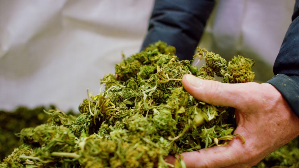 Legal Cannabis in New Jersey
