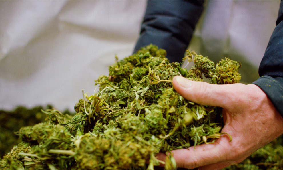 Legal Cannabis in New Jersey